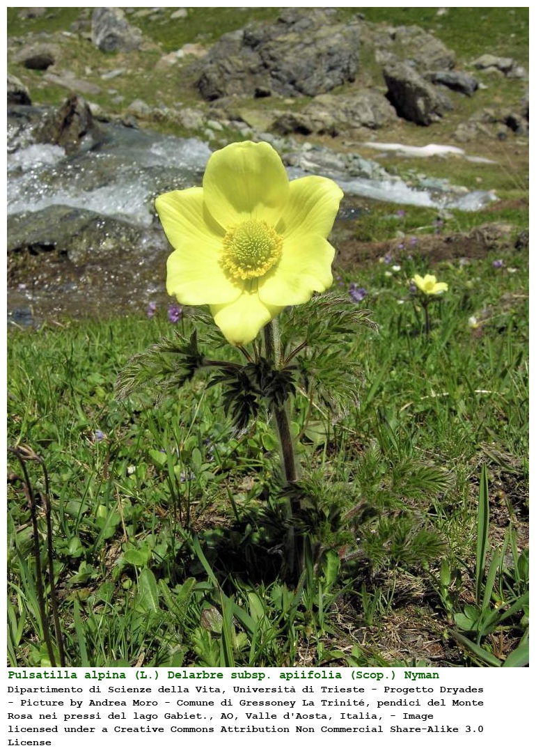Pulsatilla alpina (L.) Delarbre subsp. apiifolia (Scop.) Nyman